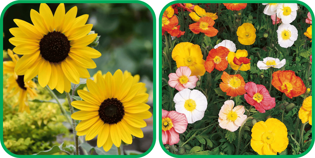     			Aero Seeds Poppy Iceland Mix Color (50 Seeds) And Sunflower Tall (50 Seeds) Flower Seeds Pack