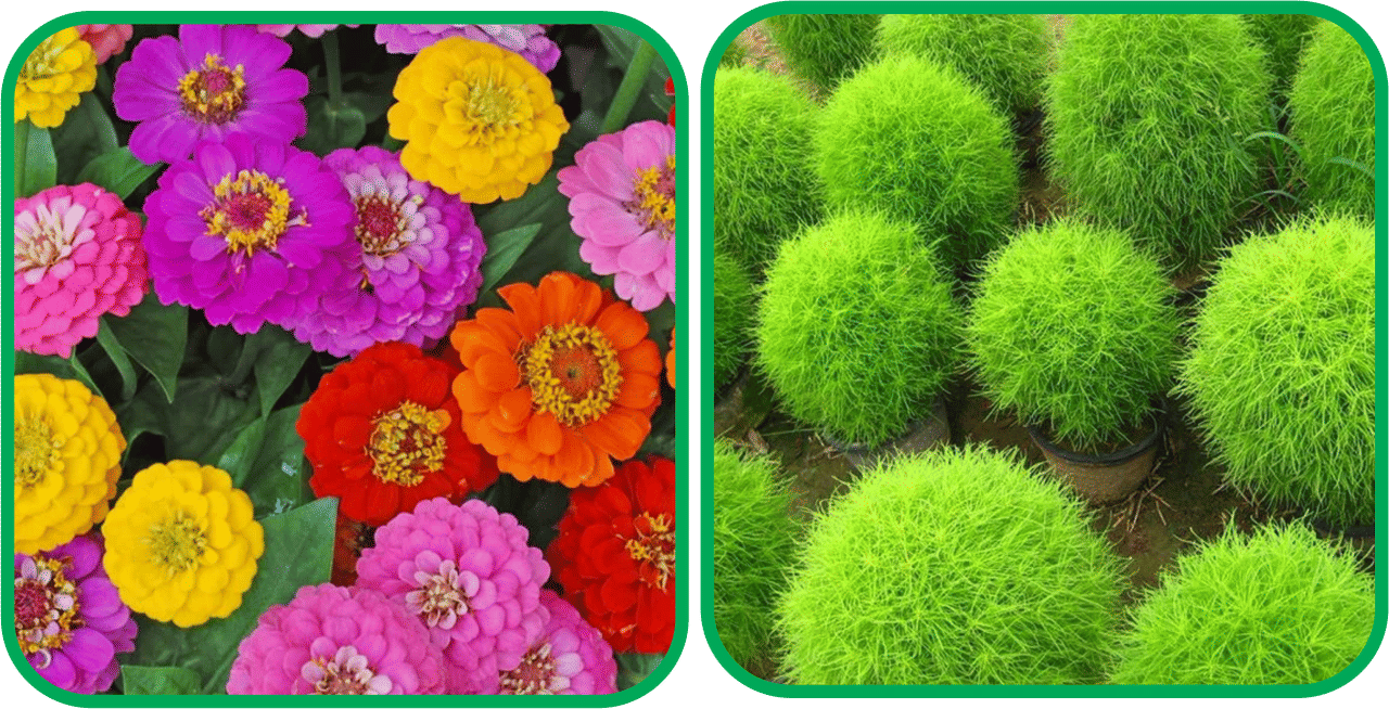    			Aero Seeds Kochia (50 Seeds) And Zinnia Mix Color (50 Seeds)Flower Seeds Pack