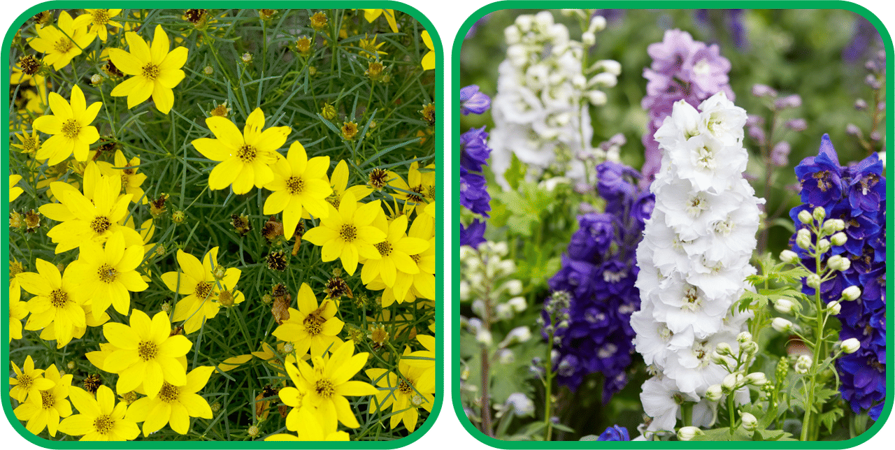 Aero Seeds Delphinium Mix Color (50 Seeds) And Coreopsis Mix Color (50 Seeds) Flower Seeds Pack Aero Seeds Delphinium Mix Color (50 Seeds) And Coreopsis Mix Color (50 Seeds) Flower Seeds Pack
