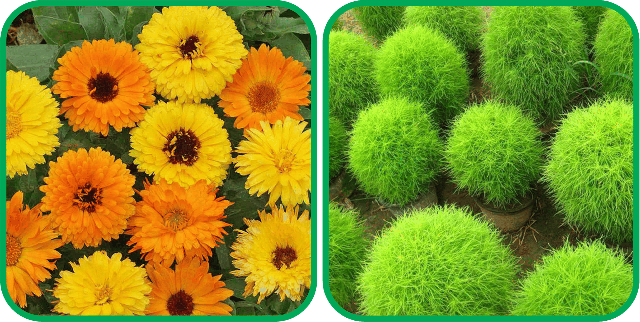Aero Seeds Kochia (50 Seeds) And Calendula Mix Color (50 Seeds) Flower Seeds Pack Aero Seeds Kochia (50 Seeds) And Calendula Mix Color (50 Seeds) Flower Seeds Pack