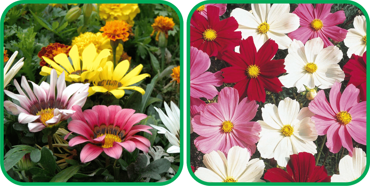 Aero Seeds Cosmos Mix Color (50 Seeds) And Gazania Mix Color (50 Seeds) Flower Seeds Pack     			Aero Seeds Cosmos Mix Color (50 Seeds) And Gazania Mix Color (50 Seeds) Flower Seeds Pack