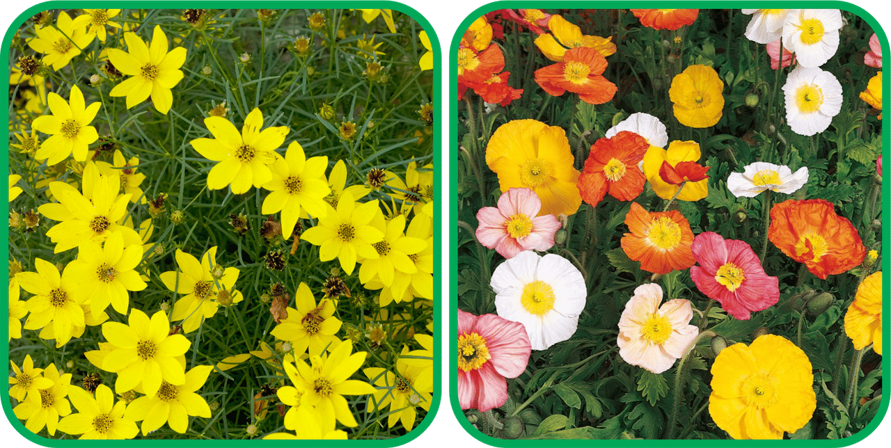     			Aero Seeds Poppy Iceland Mix Color (50 Seeds) And Coreopsis Mix Color (50 Seeds) Flower Seeds Pack