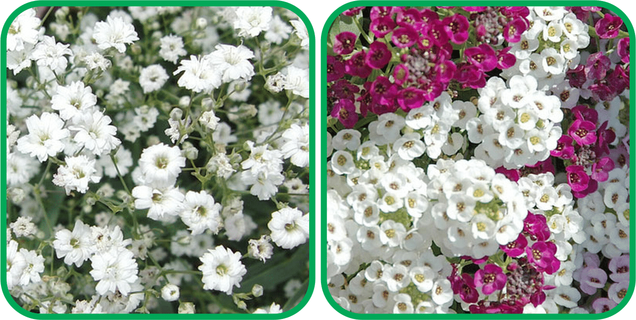 Aero Seeds Alyssum Mix Color (50 Seeds) And Gypsophila elegans White (50 Seeds) Flower Seeds Pack Aero Seeds Alyssum Mix Color (50 Seeds) And Gypsophila elegans White (50 Seeds) Flower Seeds Pack