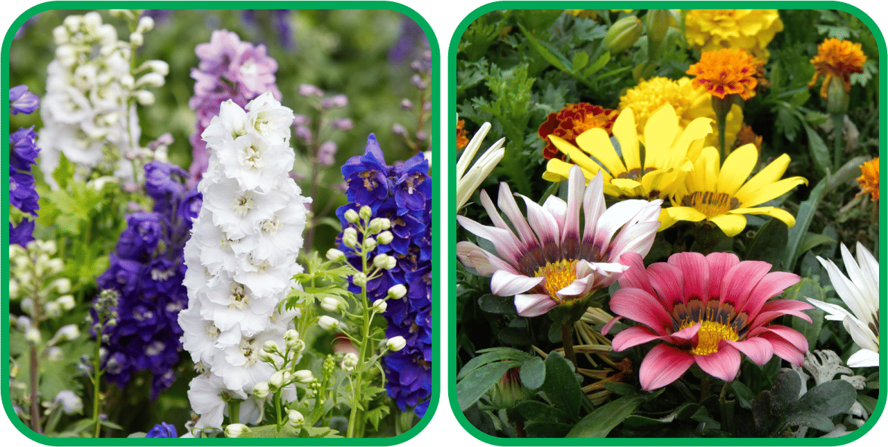     			Aero Seeds Dahlia Top Star Mix Color (50 Seeds) And Delphinium Mix Color (50 Seeds) Flower Seeds Pack