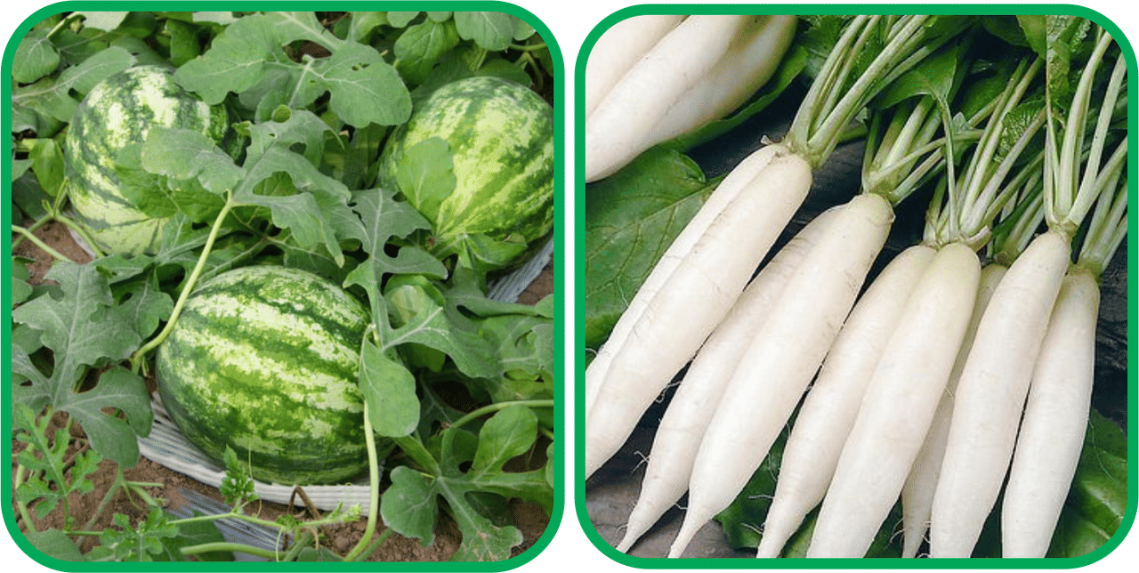 Aero Seeds Radish White Long (100 Seeds) And Watermelon ( 30 Seeds) Vegetable Seeds Pack Aero Seeds Radish White Long (100 Seeds) And Watermelon ( 30 Seeds) Vegetable Seeds Pack