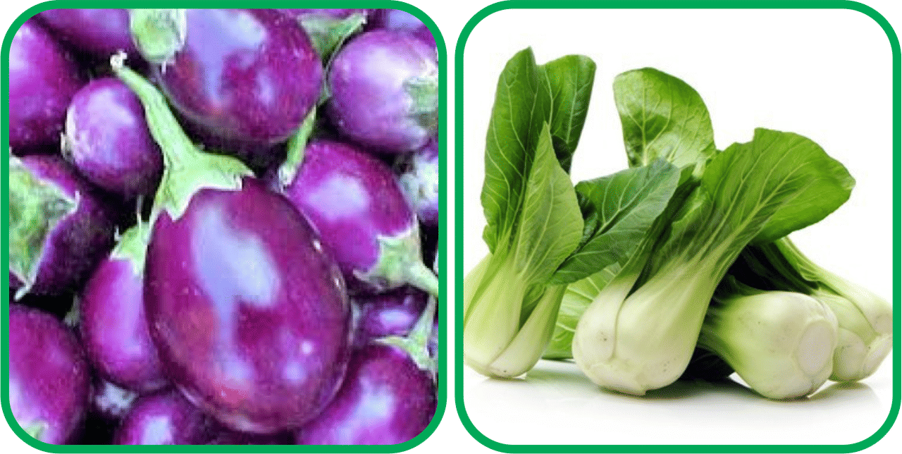     			Aero Seeds Pak Choi ( 50 Seeds) And Brinjal Purple Round ( 30 Seeds) Vegetable Seeds Pack
