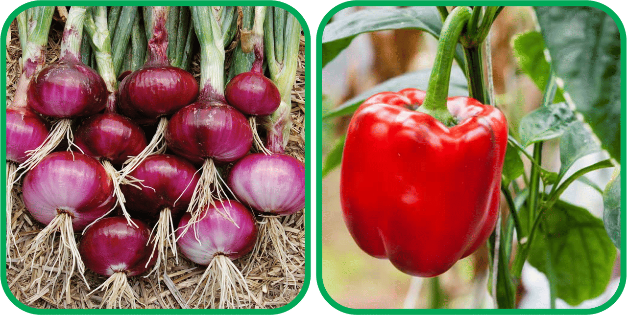     			Aero Seeds Capsicum Red ( 30 Seeds) And Red Onion ( 200 Seeds) Vegetable Seeds Pack
