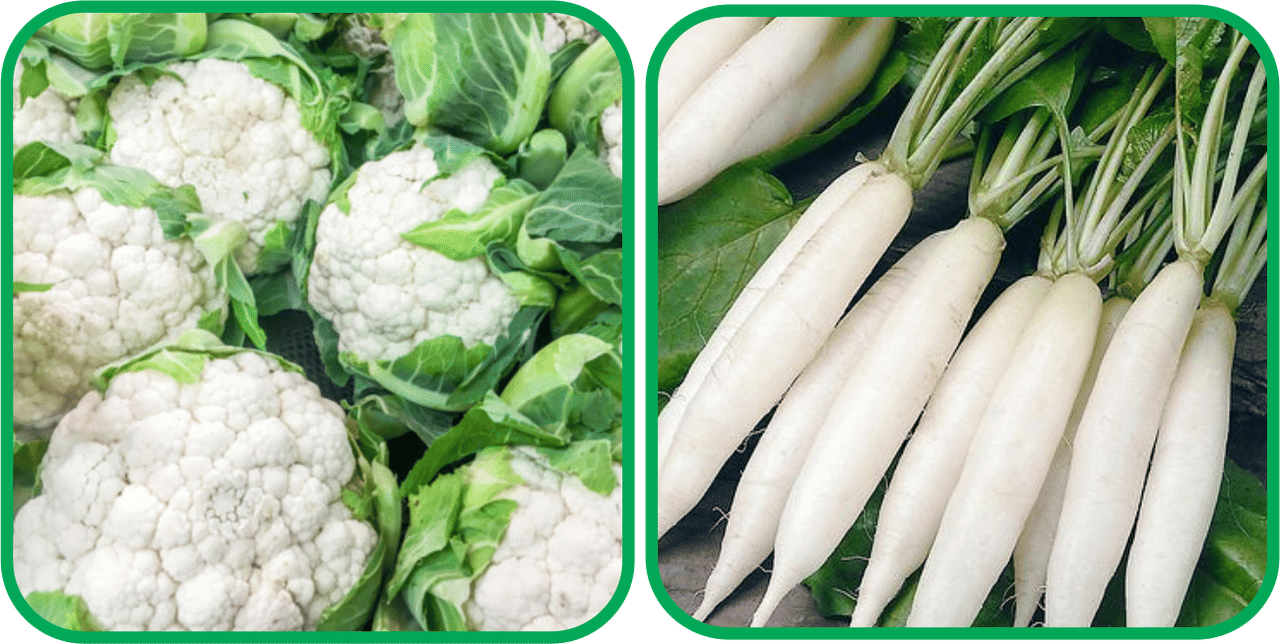 Aero Seeds Radish White Long (100 Seeds) And Cauliflower ( 50 Seeds) Vegetable Seeds Pack Aero Seeds Radish White Long (100 Seeds) And Cauliflower ( 50 Seeds) Vegetable Seeds Pack