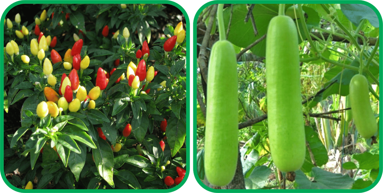     			Aero Seeds Bottle Gourd Long ( 30 Seeds) And Ornamental Chilli ( 30 Seeds) Vegetable Seeds Pack