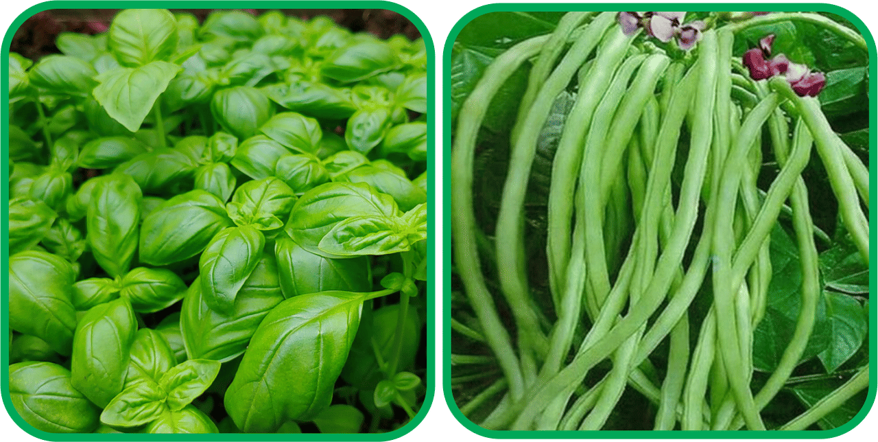     			Aero Seeds Lobiya ( 30 Seeds) And Basil Green ( 100 Seeds) Vegetable Seeds Pack