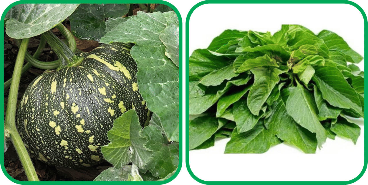     			Aero Seeds Green Amaranth ( 200 Seeds) And Pumpkin ( 30 Seeds) Vegetable Seeds Pack