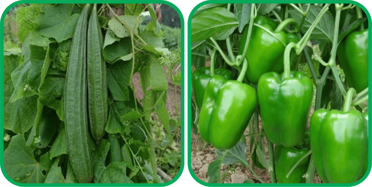 Aero Seeds Capsicum ( 30 Seeds) And Ridge Gourd (30 Seeds) Vegetable Seeds Pack     			Aero Seeds Capsicum ( 30 Seeds) And Ridge Gourd (30 Seeds) Vegetable Seeds Pack