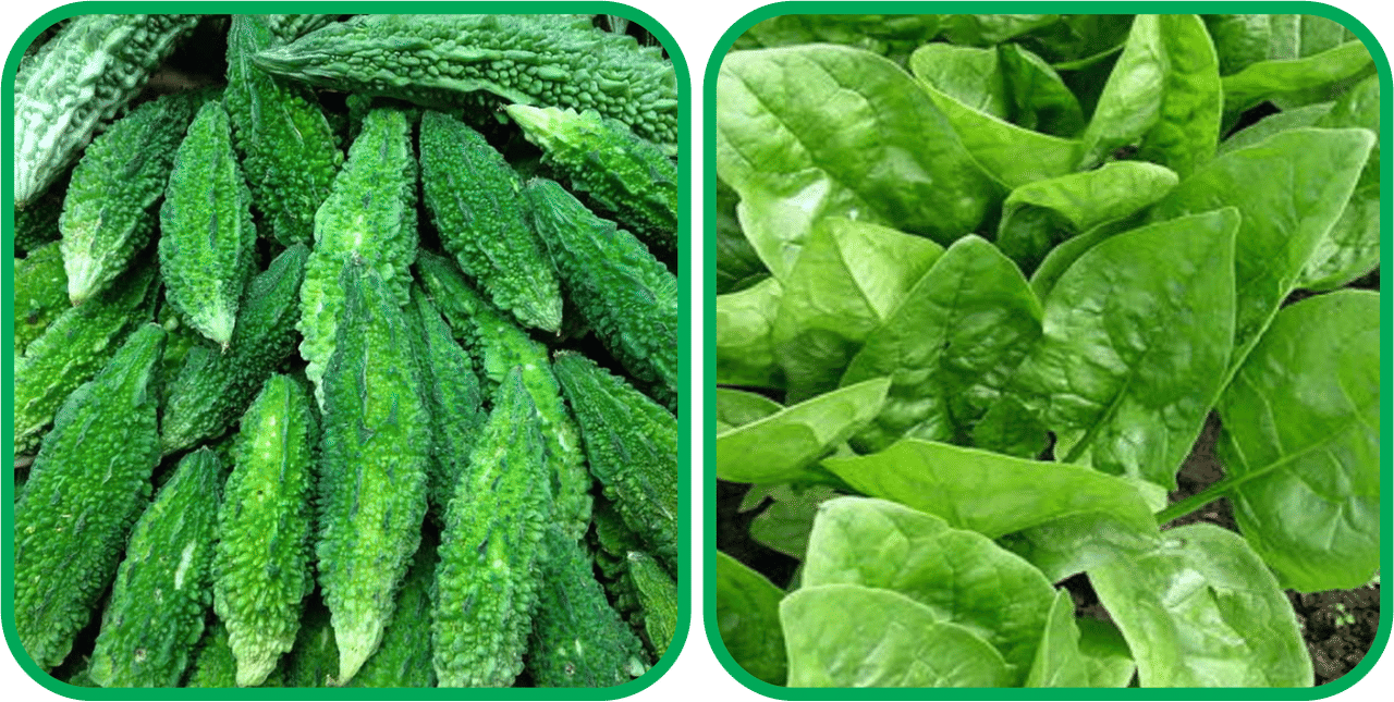     			Aero Seeds Mustard (200 Seeds And Bitter Gourd ( 30 Seeds) Vegetable Seeds Pack