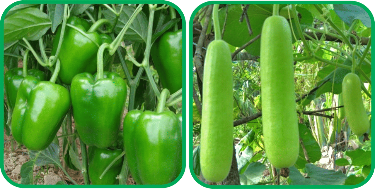 Aero Seeds Bottle Gourd Long ( 30 Seeds) And Capsicum ( 30 Seeds) Vegetable Seeds Pack