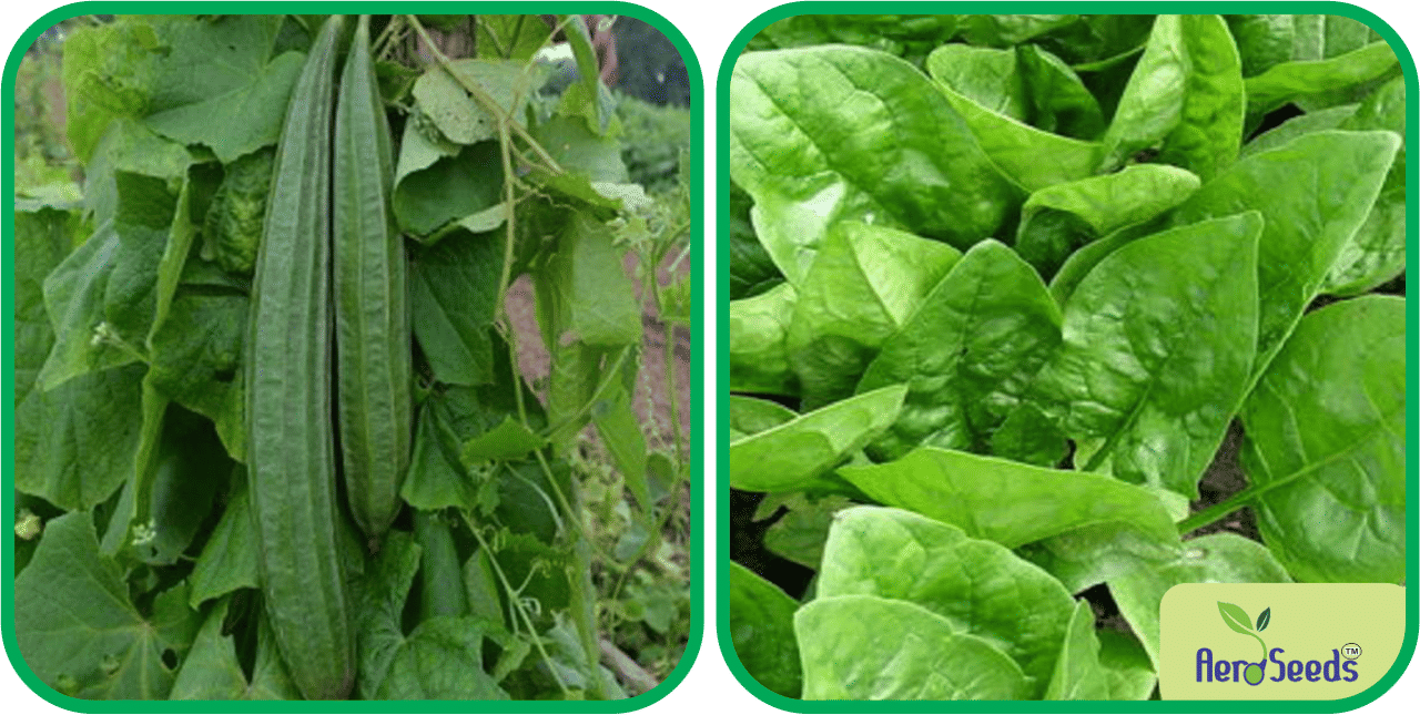 Aero Seeds Mustard (200 Seeds And Ridge Gourd (30 Seeds) Vegetable Seeds Pack Aero Seeds Mustard (200 Seeds And Ridge Gourd (30 Seeds) Vegetable Seeds Pack