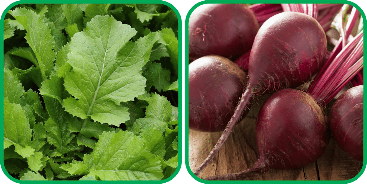     			Aero Seeds Beetroot ( 100 Seeds) And Mustard (200 Seeds) Vegetable Seeds Pack