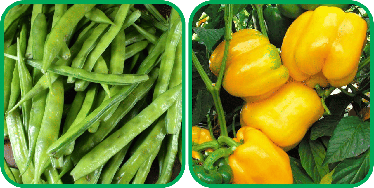 Aero Seeds Capsicum Yellow ( 30 Seeds) And Cluster Beans ( 50 Seeds) Vegetable Seeds Pack Aero Seeds Capsicum Yellow ( 30 Seeds) And Cluster Beans ( 50 Seeds) Vegetable Seeds Pack