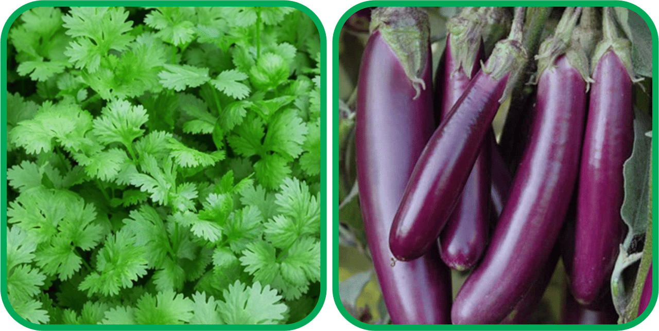 Aero Seeds Brinjal Purple Long (30 Seeds) And Coriander (200 Seeds) Vegetable Seeds Pack Aero Seeds Brinjal Purple Long (30 Seeds) And Coriander (200 Seeds) Vegetable Seeds Pack