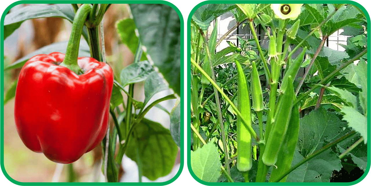     			Aero Seeds Lady Finger ( 30 Seeds) And Capsicum Red ( 30 Seeds) Vegetable Seeds Pack