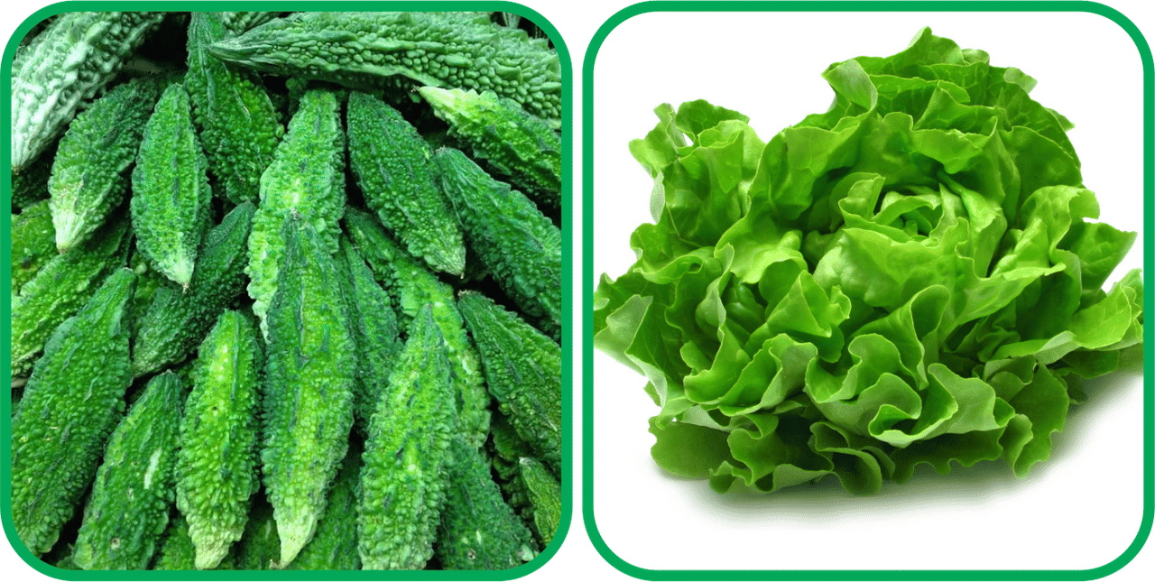 Aero Seeds Lettuce ( 100 Seeds) And Bitter Gourd ( 30 Seeds) Vegetable Seeds Pack Aero Seeds Lettuce ( 100 Seeds) And Bitter Gourd ( 30 Seeds) Vegetable Seeds Pack