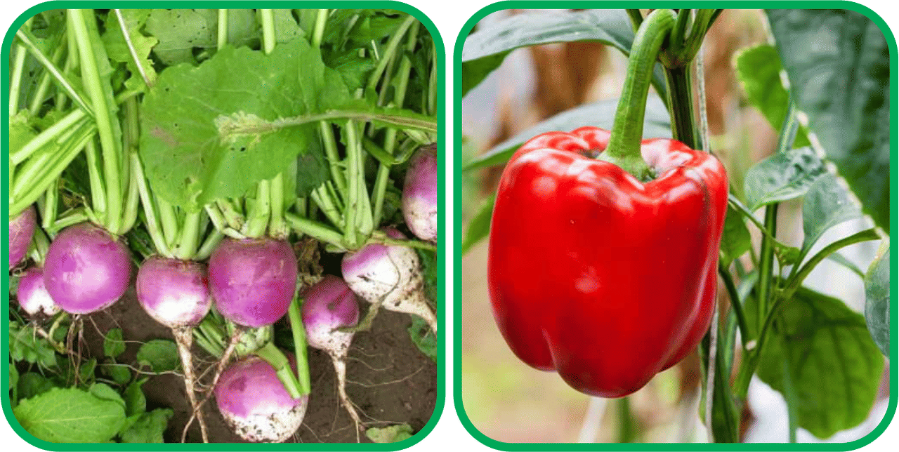     			Aero Seeds Capsicum Red ( 30 Seeds) And Turnip ( 100 Seeds) Vegetable Seeds Pack