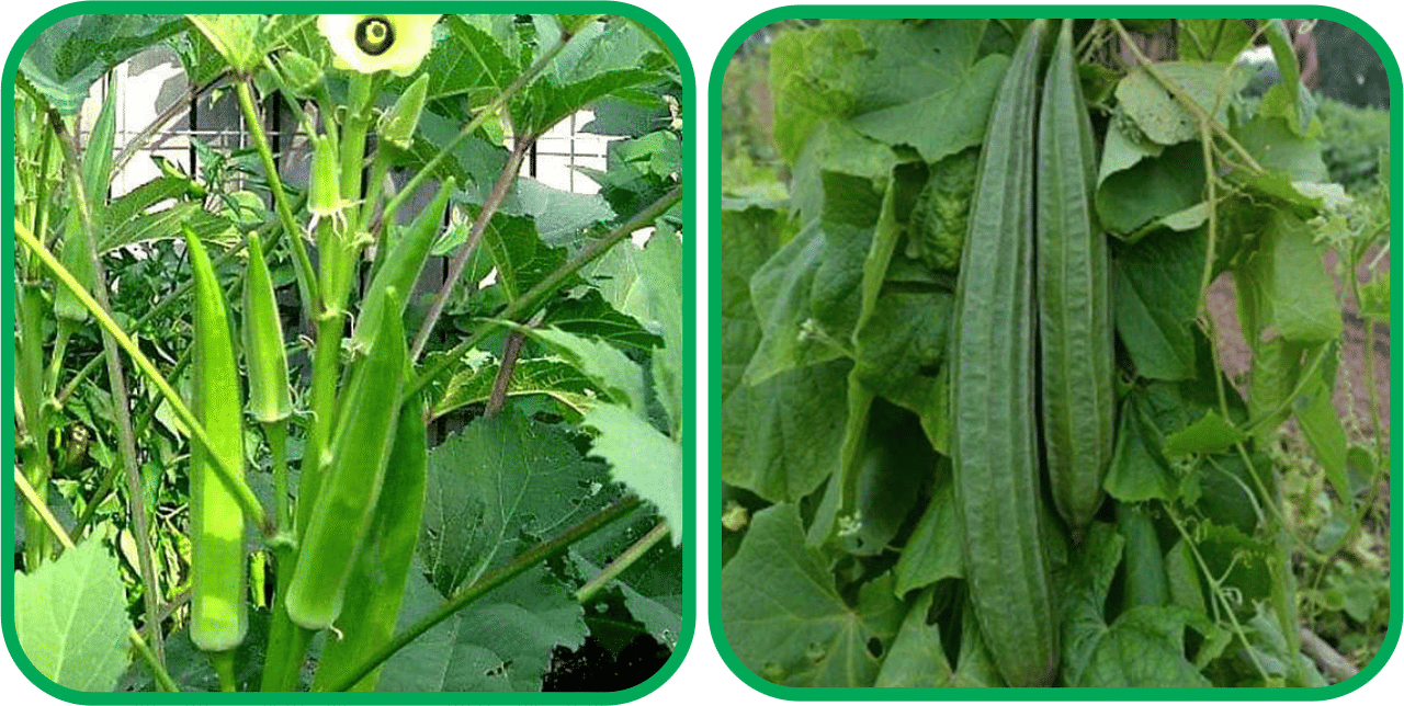 Aero Seeds Ridge Gourd (30 Seeds) And Lady Finger ( 30 Seeds) Vegetable Seeds Pack Aero Seeds Ridge Gourd (30 Seeds) And Lady Finger ( 30 Seeds) Vegetable Seeds Pack