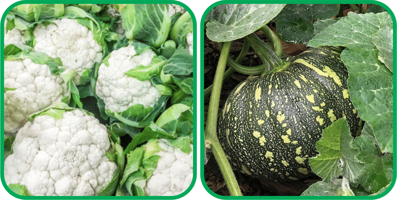     			Aero Seeds Pumpkin ( 30 Seeds) And Cauliflower ( 50 Seeds) Vegetable Seeds Pack