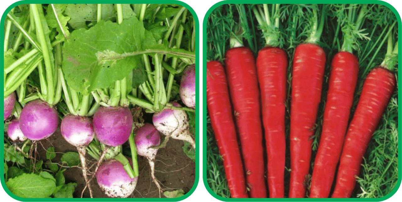 Aero Seeds Red Carrot ( 200 Seeds) And Turnip ( 100 Seeds) Vegetable Seeds Pack Aero Seeds Red Carrot ( 200 Seeds) And Turnip ( 100 Seeds) Vegetable Seeds Pack