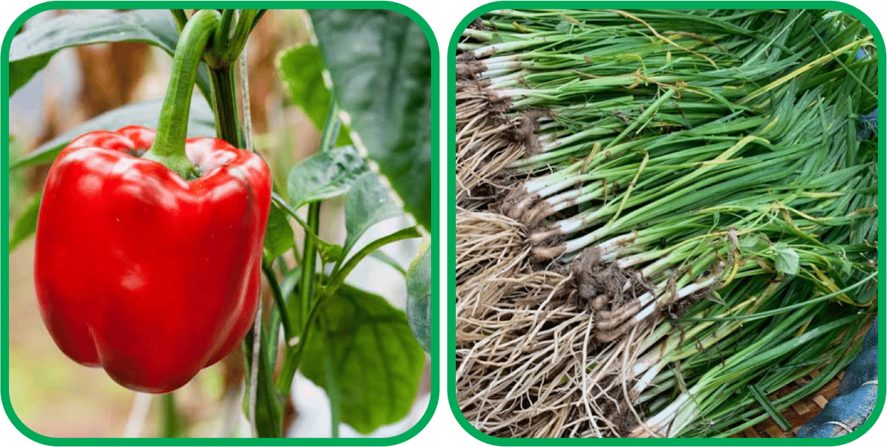 Aero Seeds Garlic Chives ( 50 Seeds) And Capsicum Red ( 30 Seeds) Vegetable Seeds Pack Aero Seeds Garlic Chives ( 50 Seeds) And Capsicum Red ( 30 Seeds) Vegetable Seeds Pack