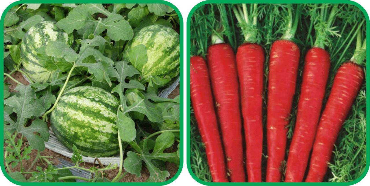     			Aero Seeds Red Carrot ( 200 Seeds) And Watermelon ( 30 Seeds) Vegetable Seeds Pack