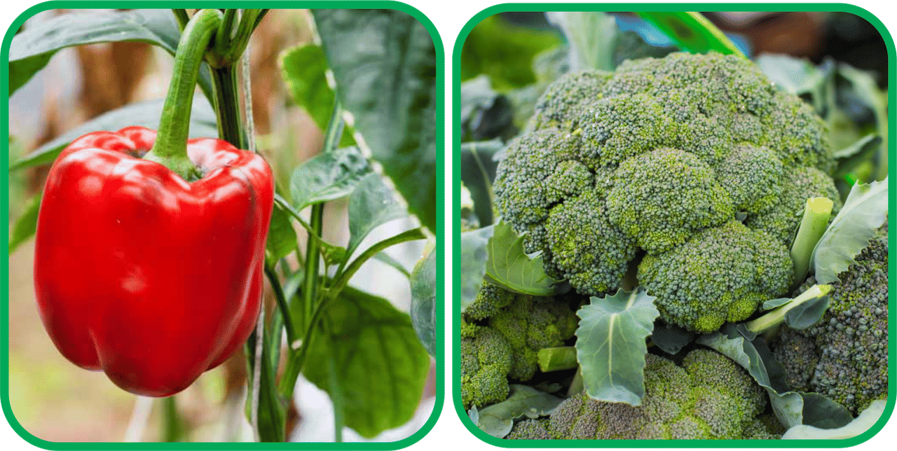    			Aero Seeds Broccoli ( 50 Seeds) And Capsicum Red ( 30 Seeds) Vegetable Seeds Pack