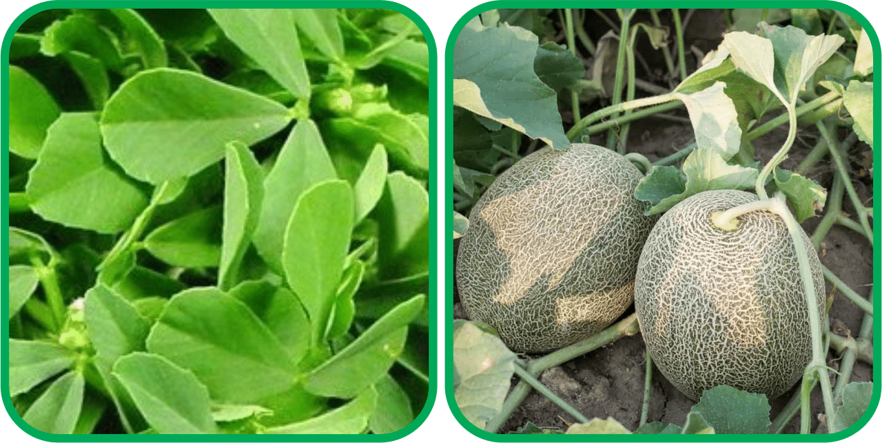 Aero Seeds Muskmelon ( 30 Seeds) And Fenugreek (200 Seeds) Vegetable Seeds Pack Aero Seeds Muskmelon ( 30 Seeds) And Fenugreek (200 Seeds) Vegetable Seeds Pack