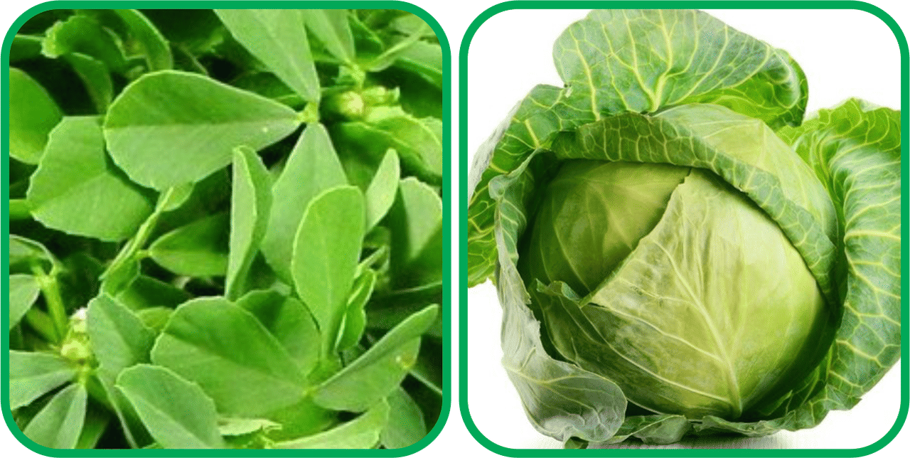     			Aero Seeds Cabbage ( 50 Seeds) And Fenugreek (200 Seeds) Vegetable Seeds Pack
