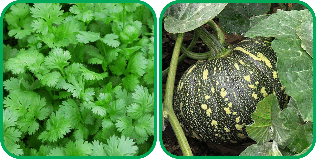     			Aero Seeds Pumpkin ( 30 Seeds) And Coriander (200 Seeds) Vegetable Seeds Pack