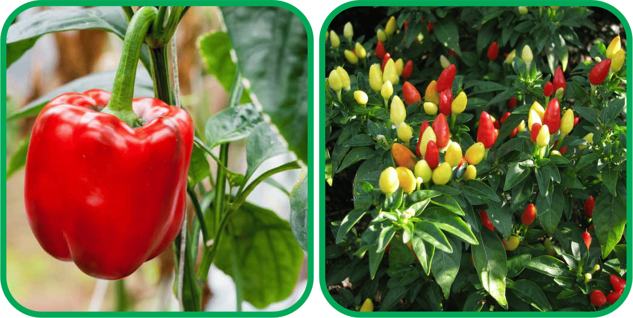 Aero Seeds Ornamental Chilli ( 30 Seeds) And Capsicum Red ( 30 Seeds) Vegetable Seeds Pack Aero Seeds Ornamental Chilli ( 30 Seeds) And Capsicum Red ( 30 Seeds) Vegetable Seeds Pack