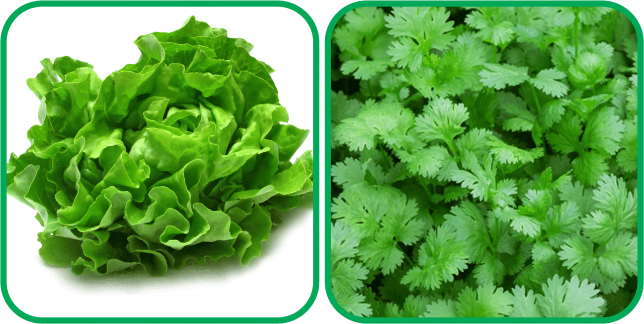     			Aero Seeds Coriander (200 Seeds) And Lettuce ( 100 Seeds) Vegetable Seeds Pack
