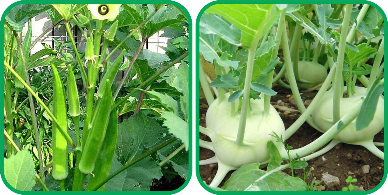     			Aero Seeds Knol Khol ( 50 Seeds) And Lady Finger ( 30 Seeds) Vegetable Seeds Pack