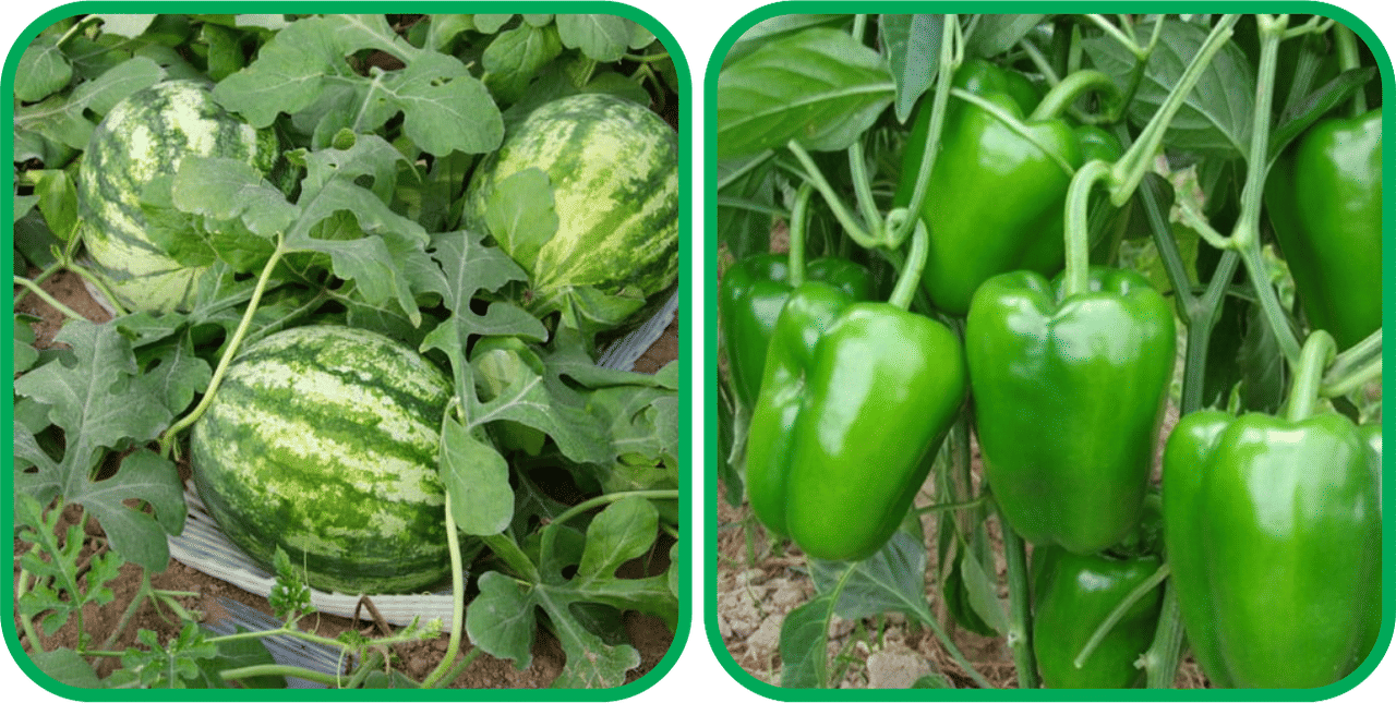     			Aero Seeds Capsicum ( 30 Seeds) And Watermelon ( 30 Seeds) Vegetable Seeds Pack