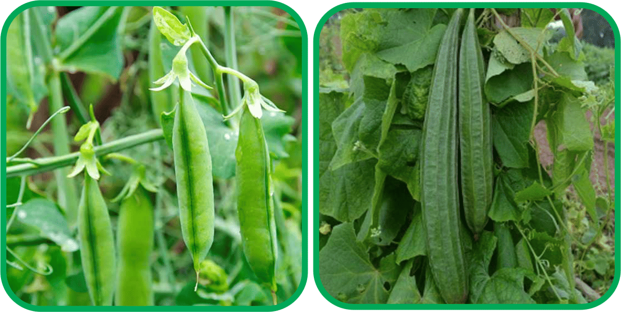 Aero Seeds Ridge Gourd (30 Seeds) And Peas ( 30 Seeds) Vegetable Seeds Pack     			Aero Seeds Ridge Gourd (30 Seeds) And Peas ( 30 Seeds) Vegetable Seeds Pack