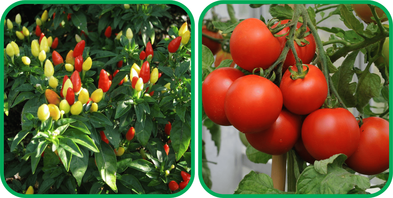 Aero Seeds Tomato ( 50 Seeds) And Ornamental Chilli ( 30 Seeds) Vegetable Seeds Pack Aero Seeds Tomato ( 50 Seeds) And Ornamental Chilli ( 30 Seeds) Vegetable Seeds Pack