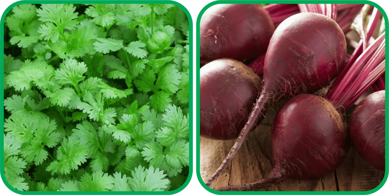 Aero Seeds Beetroot ( 100 Seeds) And Coriander (200 Seeds) Vegetable Seeds Pack Aero Seeds Beetroot ( 100 Seeds) And Coriander (200 Seeds) Vegetable Seeds Pack
