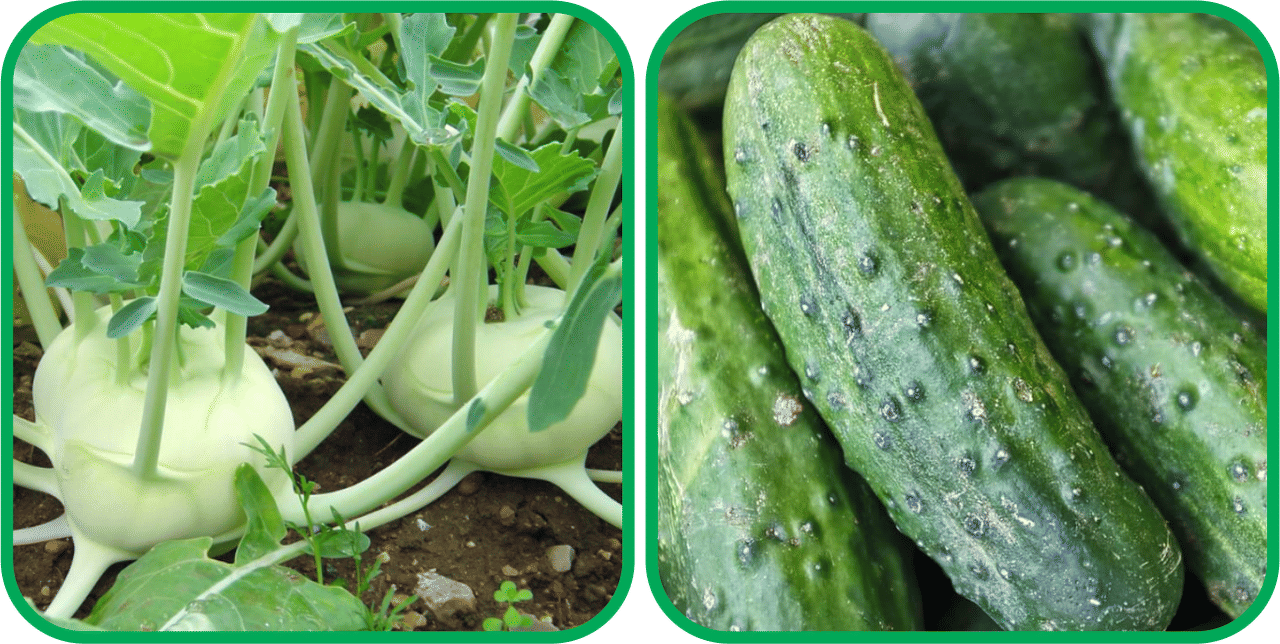 Aero Seeds Cucumber ( 30 Seeds) And Knol Khol ( 50 Seeds) Vegetable Seeds Pack     			Aero Seeds Cucumber ( 30 Seeds) And Knol Khol ( 50 Seeds) Vegetable Seeds Pack