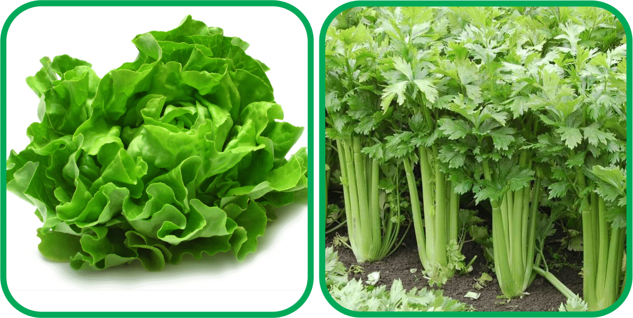 Aero Seeds Celery ( 100 Seeds) And Lettuce ( 100 Seeds) Vegetable Seeds Pack Aero Seeds Celery ( 100 Seeds) And Lettuce ( 100 Seeds) Vegetable Seeds Pack