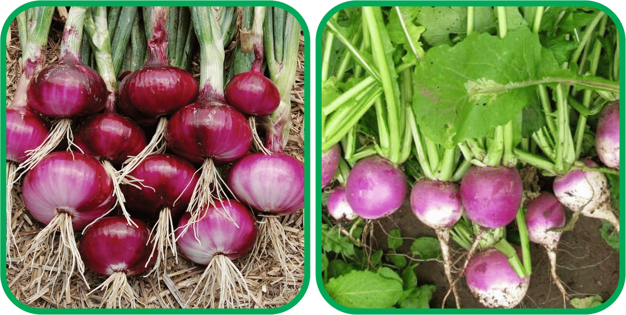     			Aero Seeds Turnip ( 100 Seeds) And Red Onion ( 200 Seeds) Vegetable Seeds Pack