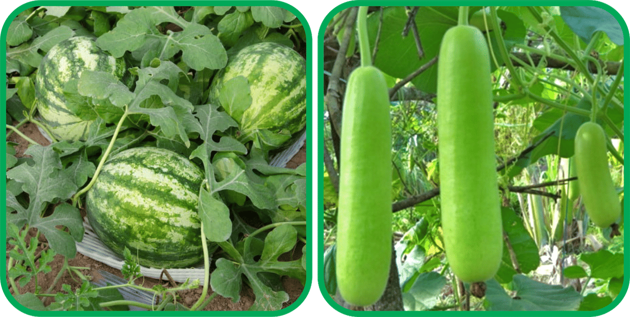     			Aero Seeds Bottle Gourd Long ( 30 Seeds) And Watermelon ( 30 Seeds) Vegetable Seeds Pack