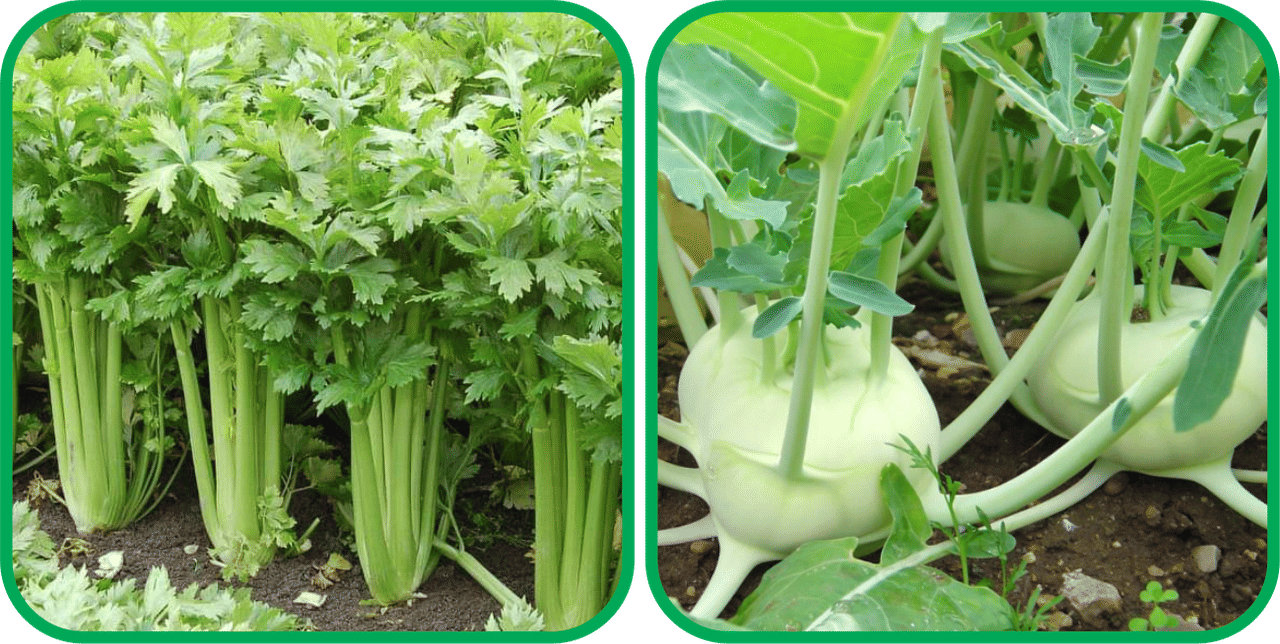    			Aero Seeds Knol Khol ( 50 Seeds) And Celery ( 100 Seeds) Vegetable Seeds Pack