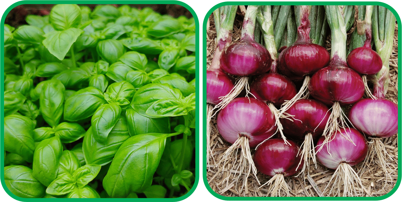 Aero Seeds Red Onion ( 200 Seeds) And Basil Green ( 100 Seeds) Vegetable Seeds Pack     			Aero Seeds Red Onion ( 200 Seeds) And Basil Green ( 100 Seeds) Vegetable Seeds Pack