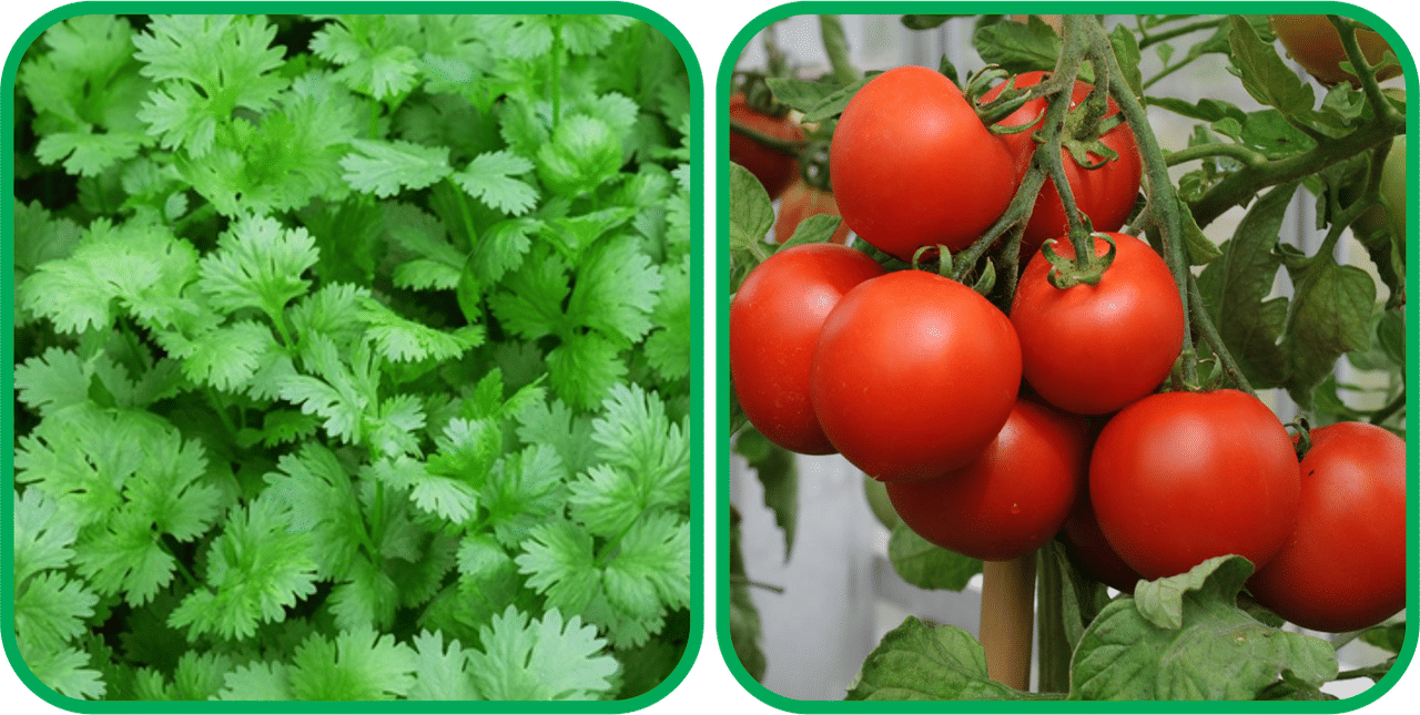 Aero Seeds Tomato ( 50 Seeds) And Coriander (200 Seeds) Vegetable Seeds Pack Aero Seeds Tomato ( 50 Seeds) And Coriander (200 Seeds) Vegetable Seeds Pack