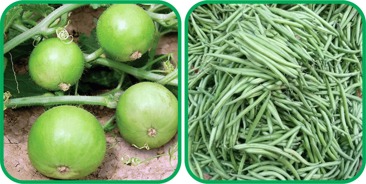 Aero Seeds French Beans ( 30 Seeds) And Tinda ( 30 Seeds) Vegetable Seeds Pack Aero Seeds French Beans ( 30 Seeds) And Tinda ( 30 Seeds) Vegetable Seeds Pack
