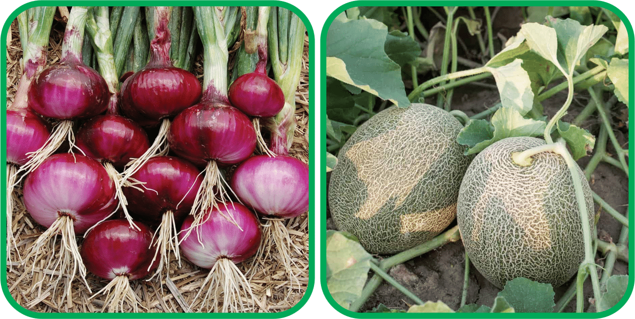     			Aero Seeds Muskmelon ( 30 Seeds) And Red Onion ( 200 Seeds) Vegetable Seeds Pack